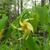 Flower and leaves