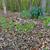 colony of blooms, spring, Iredell County, NC