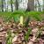 Uvularia sessilifolia