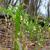 Uvularia sessilifolia