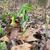 Uvularia perfoliata