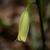 Uvularia puberula