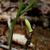 Uvularia puberula