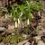 Uvularia puberula