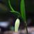 Uvularia sessilifolia