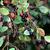 Vaccinium arboreum