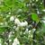 Vaccinium arboreum