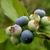 Fruits