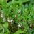 Vaccinium macrocarpon