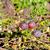 Vaccinium macrocarpon