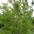 Vaccinium arboreum