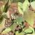 Vaccinium ashei