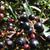 Vaccinium consanguineum
