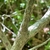 Vaccinium corymbosum 'Climax'