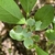 Vaccinium corymbosum 'Climax'