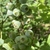 Vaccinium corymbosum 'Premier'