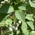 Vaccinium corymbosum 'Climax'