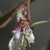 Bell-shaped (Urceolate) flowers red new stems and bracts