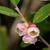 Vaccinium crassifolium