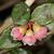 Vaccinium crassifolium