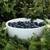 Vaccinium crassifolium