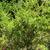Vaccinium elliottii