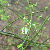 Vaccinium elliottii