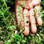 Vaccinium myrsinites