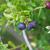 Vaccinium myrsinites