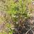 Vaccinium myrsinites
