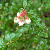 Vaccinium myrsinites