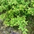Form of the shrub