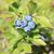 Vaccinium myrtilloides