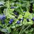 Vaccinium myrtillus