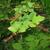 Vaccinium oldhamii