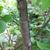 Vaccinium oldhamii