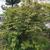Vaccinium oldhamii