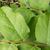 Vaccinium oldhamii