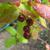 Vaccinium oldhamii