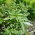 Stems and leaves
