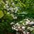Vaccinium stamineum