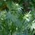 Valeriana officinalis