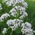 Valeriana officinalis