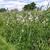 Valeriana officinalis
