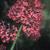 Valeriana rubra