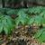 Podophyllum peltatum