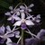 Form