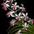 Form