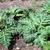Cynara cardunculus (Scolymus Group)
