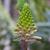 Veltheimia bracteata